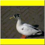 DSCN2487_s.JPG