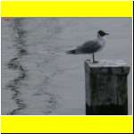 DSCN4904il_s.JPG