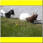 DSCN4909il_s.JPG