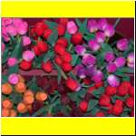 DSCN4963il_s.JPG