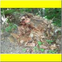 DSCN5455_s.jpg