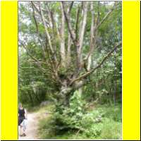 DSCN5468_s.jpg