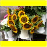 DSCN5609_s.jpg