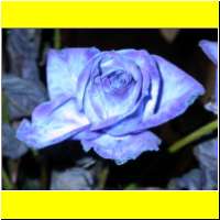 DSCN8923_s.jpg