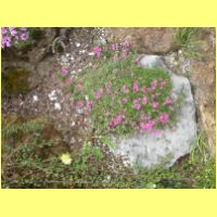 DSCN9975_s.jpg