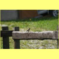 IMG_8883_s.jpg