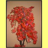 DSCN9146_s.jpg