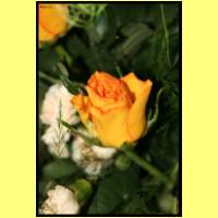 IMG_2230_s.jpg