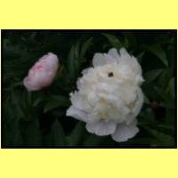 IMG_6048_s.jpg
