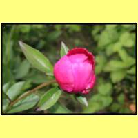 IMG_6052_s.jpg