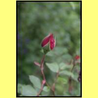 IMG_6060_s.jpg
