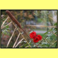 IMG_3753_s.jpg