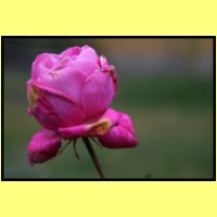 IMG_3868_s.jpg