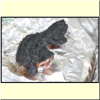 _236751._Grillen_s.jpg
