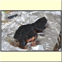 _236761._Grillen_s.jpg
