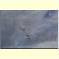 IMG_4208_s.jpg